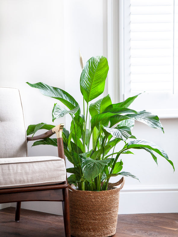 Peace Lily